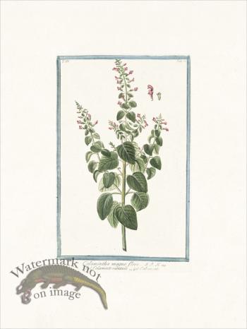 Bonelli 263 Mountain mint